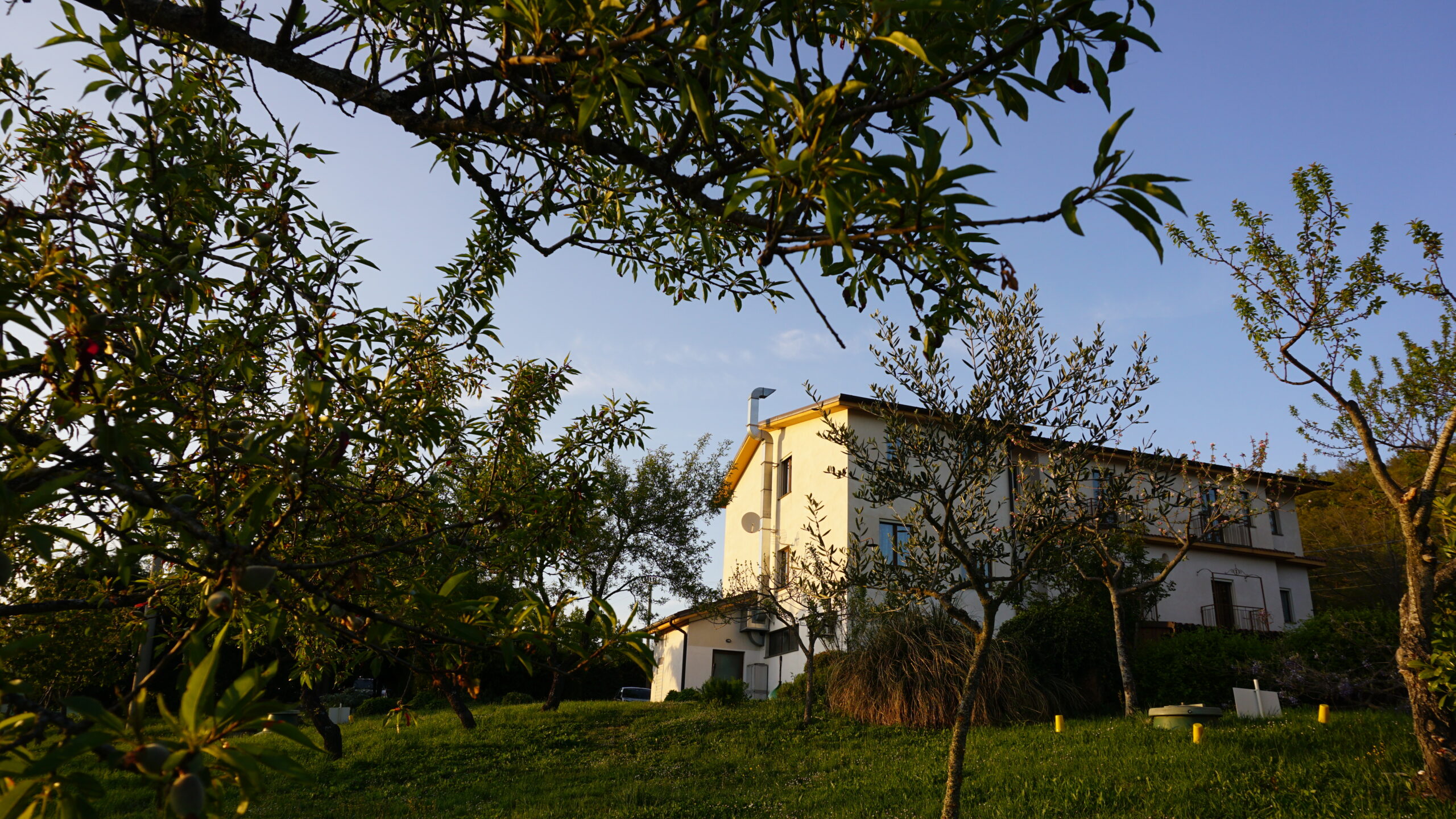 Costa San Bernardo tra alberi e ulivi